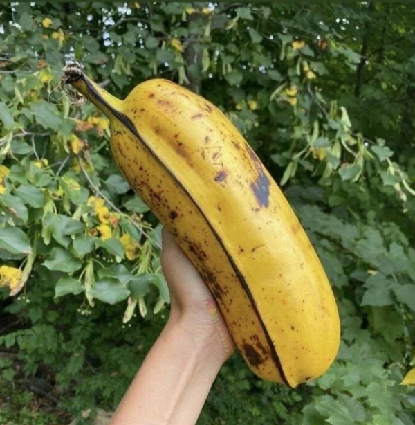 어마한 크기를 자랑하는 후아 모아 바나나