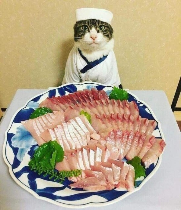 생선을 고양이에게 맡김 ㅋㅋㅋ