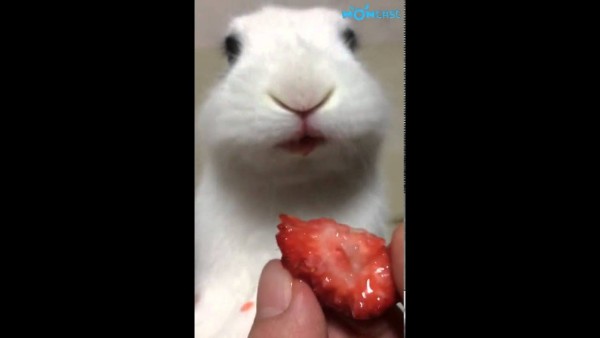 토끼의 딸기 먹방
